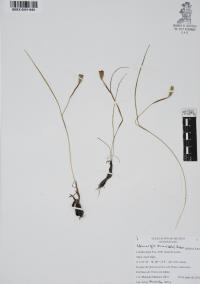 Nemastylis tenuis image